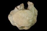 Fossil Mosasaur (Clidastes) Cervical Vertebra - Kansas #136436-3